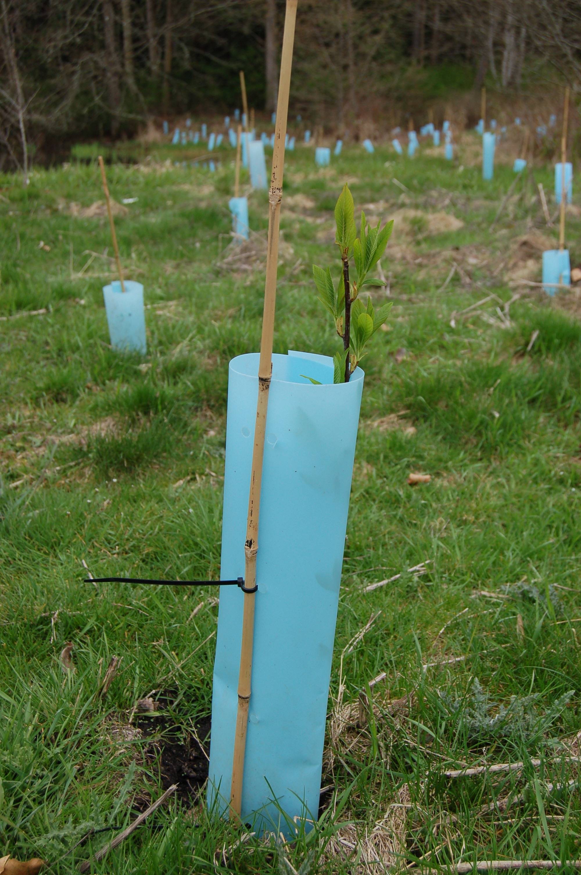 Hundreds of native trees and shrubs were planted on Sequim resident Jack Janis&rsquo; property to restore a diverse forest along the floodplain of the Dungeness River. (Erin Hawkins/Olympic Peninsula News Group)