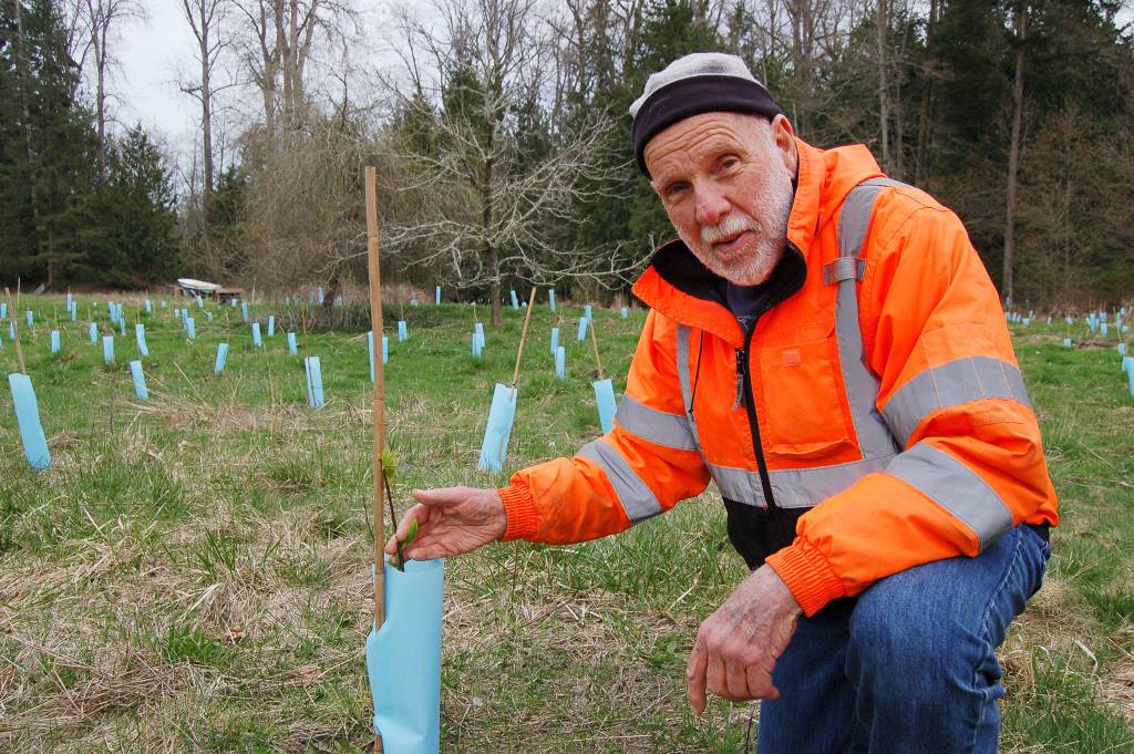 Sequim resident Jack Janis gives a tour of his property where the North Olympic Salmon Coalition&rsquo;s crew landscaped and planted hundreds of trees and shrubs in order to improve the health of the floodplain along the Dungeness River. (Erin Hawkins/Olympic Peninsula News Group)