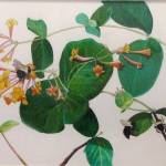 &ldquo;Lonicera sempervirens&rdquo; by Barbara Neswald.