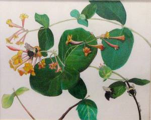 &ldquo;Lonicera sempervirens&rdquo; by Barbara Neswald.