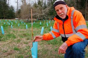 Landowners, restoration workers aim to improve health of Dungeness River