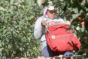 Robotic fruit pickers eyed for state’s fruit orchards