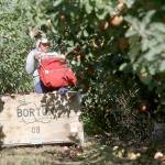 FILE - In this Oct. 3, 2014, file photo, a worker picks apples at Flat Top Ranch in Walla Walla County, Wash. Harvesting the vast fruit orchards of Eastern Washington each year requires thousands of farmworkers, many of them working illegally in the United States. That system could eventually come to an end as at least two companies are rushing to get robotic fruit picking machines to market. (Bob Brawdy/The Tri-City Herald via AP, File)