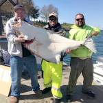 Graham&rsquo;s Mark Schaecher, left, caught this 115-pound halibut Saturday near the Dungeness Spit Lighthouse with the help of friends Tino Flores and Tyrome Walker.