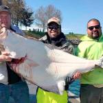 OUTDOORS: Halibut anglers haul in 115-pounder