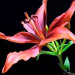 The floral art of artist Denise Erickson will be exhibited at Imagine It Framed.