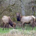 Iconic Roosevelt elk are seen in part of what is to become the Hoh River Conservation and Recreation Area. (Joel Rogers)