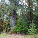 Nature Conservancy Washington Forest Manager Kyle Smith in part of what is to become the Hoh River Conservation and Recreation Area. (Joel Rogers)