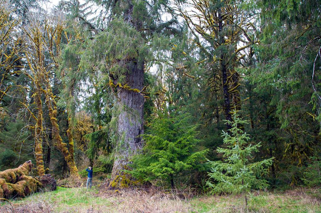 Nature Conservancy Washington Forest Manager Kyle Smith in part of what is to become the Hoh River Conservation and Recreation Area. (Joel Rogers)