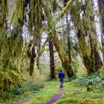 Nature Conservancy Washington Forest Manager Kyle Smith walks in part of what is to become the Hoh River Conservation and Recreation Area. (Joel Rogers)