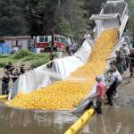 Nearly 30,000 little yellow ducks slide down the chute into the Lincoln Park pond last year in a race to see which one will earn a lucky duck purchaser a new truck. (Dave Logan/for Peninsula Daily News)