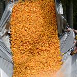 Port Angeles resident wins new car in Great Olympic Peninsula Duck Derby