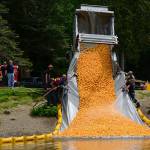 More than 28,000 ducks are dumped into the pond at Lincoln Park in Port Angeles during the 28th annual Great Olympic Peninsula Duck Derby on Sunday. (Jesse Major/Peninsula Daily News)
