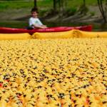 Ducks race to the finish line during the 28th annual Great Olympic Peninsula Duck Derby in Port Angeles on Sunday. (Jesse Major/Peninsula Daily News)