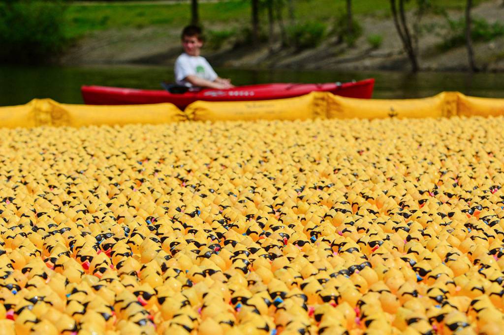 Ducks race to the finish line during the 28th annual Great Olympic Peninsula Duck Derby in Port Angeles on Sunday. (Jesse Major/Peninsula Daily News)