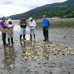 Jackie Gardner, Amy Does, Brady Blake, Sarah Fisken and John Adams, from left, monitor the Jefferson Marine Resources Committee&rsquo;s Olympia oyster restoration project at Quilcene Bay. (Jefferson County Marine Resources Committee)