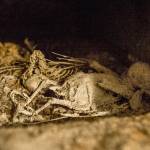 A desiccated carcass of a bird sits behind a tiny door in a basement bedroom of the remodeled childhood home of serial murderer Ted Bundy in Tacoma. (Peter Haley/The News Tribune via AP)