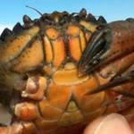 More invasive green crabs found on Dungeness Spit
