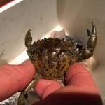 Researchers report they&rsquo;ve captured 60 European green crabs, an invasive species, at Graveyard Spit on the Dungeness Spit as of Thursday. This green crab was one of four found in early May that was sent to Massachusetts for research purposes to determine if it came from British Columbia, California or elsewhere. (Matthew Nash/Olympic Peninsula News Group)