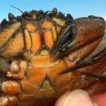 So far 20 European green crab, an invasive species, have been trapped on the Dungeness Spit near Sequim in the past two weeks, just across from Dungeness Landing. (Allen Pleus/Washington Department of Fish & Wildlife)