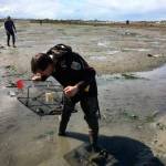 Allen Pleus (2)/Washington Department of Fish & Wildlife                                Lorenz Sollmann, Dungeness Spit National Wildlife Refuge deputy project leader, above, places a trap at Graveyard Spit near Sequim last week for European green crab, an invasive species believed to have negatively impacted shellfish harvests in spots around the world. Below, a closeup of one of the 20 European green crabs that have been trapped on the Dungeness Spit in the last two weeks.
