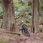 The new trail off the Manzanita Trail on Miller Peninsula north of Blyn features lots of corners well-suited for bicyclists, said Powell Jones, executive director of the Dungeness River Audubon Center. He&rsquo;s worked more than three years to create a project for local youths to come into the wilderness to build a trail to learn about the area and job opportunities in forestry management. (Matthew Nash/Olympic Peninsula News Group)