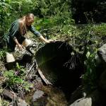 Melissa Erkel, a fish passage biologist with the state Department of Fish and Wildlife, looks at a culvert along the north fork of Newaukum Creek near Enumclaw on June 22, 2015. (Ted S. Warren/The Associated Press)