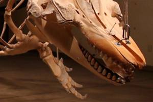 ‘Day of the Orca’ celebrates killer whale, Port Townsend science center’s 35th year