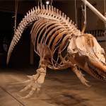 &ldquo;The Day of the Orca&rdquo; will offer tours of Hope, an orca skeleton, along with other activities at the Port Townsend Marine Science Center on Saturday. (Port Townsend Marine Science Center)