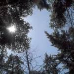 Sunlight filters through branches in a stand of trees at the west edge of Lincoln Park in Port Angeles. (Keith Thorpe/Peninsula Daily News)