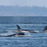 Study links at-risk orcas’ failed pregnancies to scarce food
