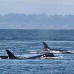 In this undated photo provided by the University of Washington, southern resident killer whales swim off the coast of San Juan Island. (Jane Cogan/University of Washington via AP)