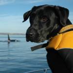 In this 2012 photo provided by the Center for Whale Research, a dog trained to sniff for orca scat sits on a boat in the Salish Sea in Washington state. (Center for Whale Research via AP)