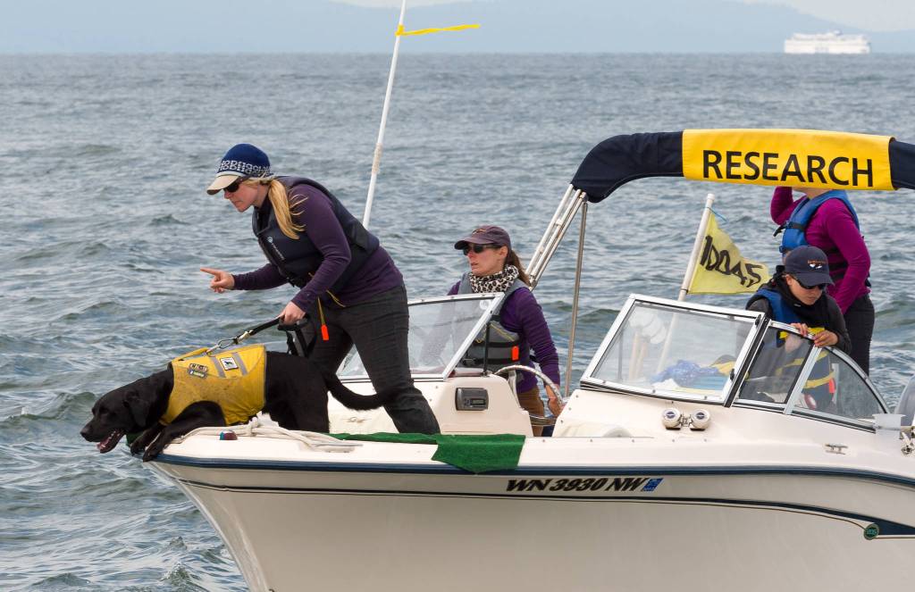 In this 2012 photo provided by the University of Washington, researchers use a trained dog to sniff for orca scat in the Salish Sea in Washington state. (Jane Cogan/University of Washington via AP)