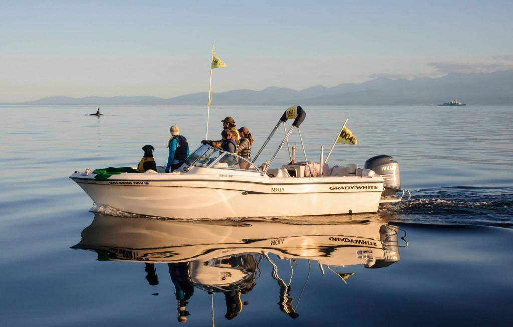 In this 2012 photo provided by the University of Washington, researchers use a boat to shadow southern resident killer whales in the Strait of Juan de Fuca in Washington state. (Jane Cogan/University of Washington via AP)