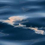 In this 2014 photo provided by the Center for Conservation Biology, orca scat floats on the Salish Sea in Washington state. (Center for Conservation Biology/via AP)