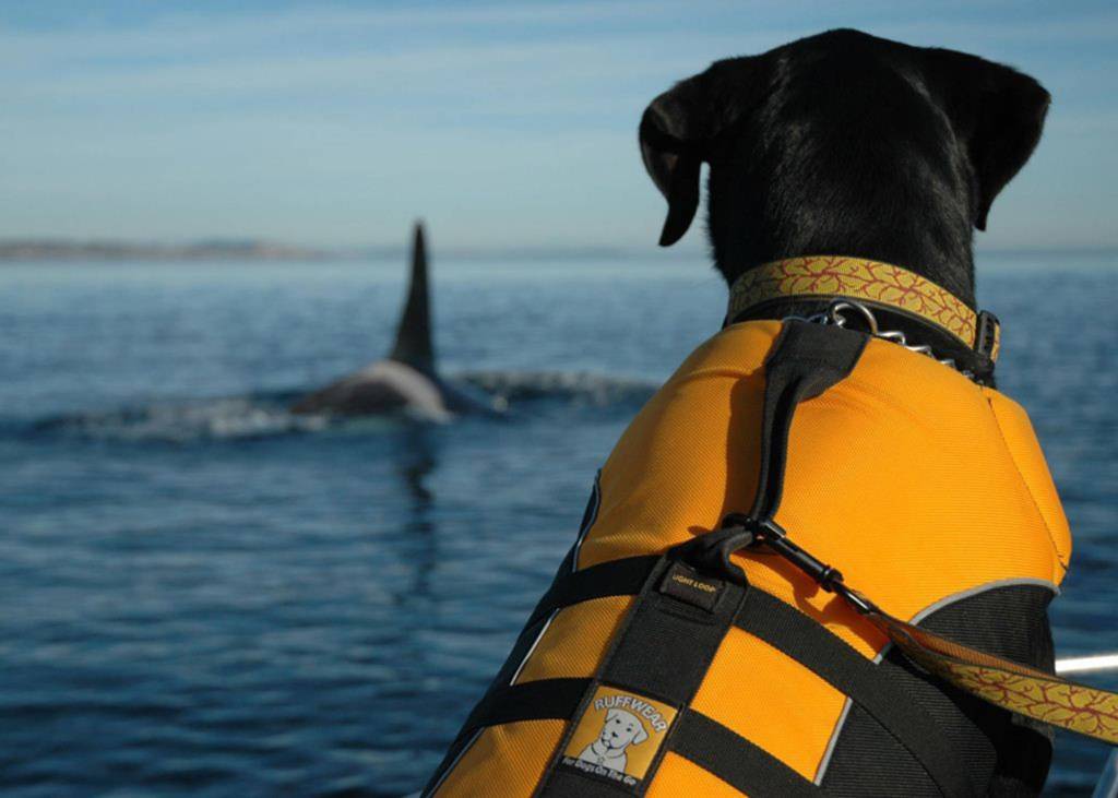 In this 2012 photo provided by the Center for Whale Research, a dog trained to sniff for orca scat sits on a boat in the Salish Sea in Washington state. (Center for Whale Research via AP)