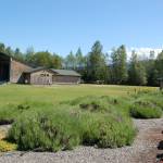 The Sequim Botanical Gardens Society is reviving the Carrie Blake Gardens project and will work with the city of Sequim to take out old lavender plants and replace them with 50 different varieties of new lavender. (Erin Hawkins/Olympic Peninsula News Group)