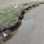 Green crab count rises to 72 on Dungeness Spit