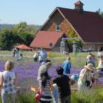 Purple Haze Lavender owner puts farm up for sale, says he’s ready to retire, travel