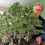 Matthew Nash (2)/Olympic Peninsula News Group                                Ron Quigley of Diamond Point looks over his bonsai forest, a Japanese larch he obtained in 2007 from its designer, the late Sharon Muth of Bonsai NW. It&rsquo;s one of many bonsai trees Quigley treasures in his collection.