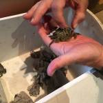 Resource managers say there are more than 100 traps out on Dungeness Spit for the European green crab, an invasive species. So far the crabs have only been caught at Graveyard Spit. (Matthew Nash/Olympic Peninsula News Group)