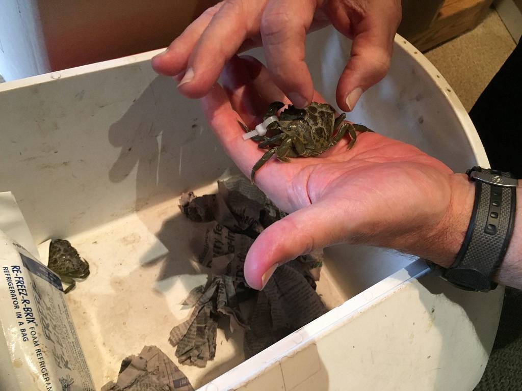 Resource managers say there are more than 100 traps out on Dungeness Spit for the European green crab, an invasive species. So far the crabs have only been caught at Graveyard Spit. (Matthew Nash/Olympic Peninsula News Group)