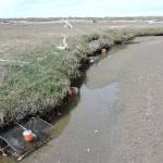 More than 100 traps have been placed on Dungeness Spit to capture European green crabs, considered one of the worst invasive species on the planet by scientists. (Lorenz Sollmann/Washington Maritime National Wildlife Refuge)