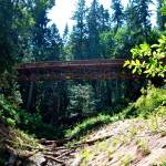 Sequim Bay Bridge continues the Olympic Discovery Trail through Sequim Bay State Park and rests over an unnamed creek that park officials planted native vegetation next to in order to create a better fish habitat. The bridge was constructed as part of a court order to replace restricting culverts for fish passage. (Matthew Nash/Olympic Peninsula News Group)