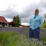 Mike Reichner, owner of Purple Haze Lavender, said he&rsquo;s selling the farm because he&rsquo;s ready to retire and travel more. He&rsquo;s entering his 22nd season and feels lavender has helped add to the agricultural persona of Sequim. (Matthew Nash/Olympic Peninsula News Group)