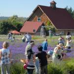 Purple Haze Lavender started with the Sequim Lavender Festival before branching off to do the Sequim Lavender Farm Faire & Tour and eventually its Purple Haze Daze. General manager Vickie Oen said even though the farm is for sale, operations remain status quo through the summer. (Matthew Nash/Olympic Peninsula News Group)
