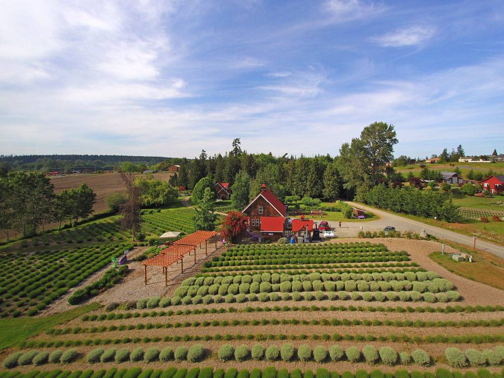 Windermere Sunland listed Purple Haze Lavender for sale last week for $3.25 million. The farm was part of the first Sequim Lavender Festival and now offers Purple Haze Daze during Sequim Lavender Weekend. (Melanie Arrington/Windermere Real Estate)