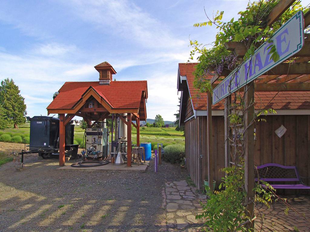 Part of the sale for Purple Haze Lavender includes its 15,000 lavender plants, distilling station and drying shed/farm shop. (Melanie Arrington/Windermere Real Estate)