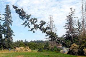 Tree removal clears path for airlifts, commercial service at Fairchild
